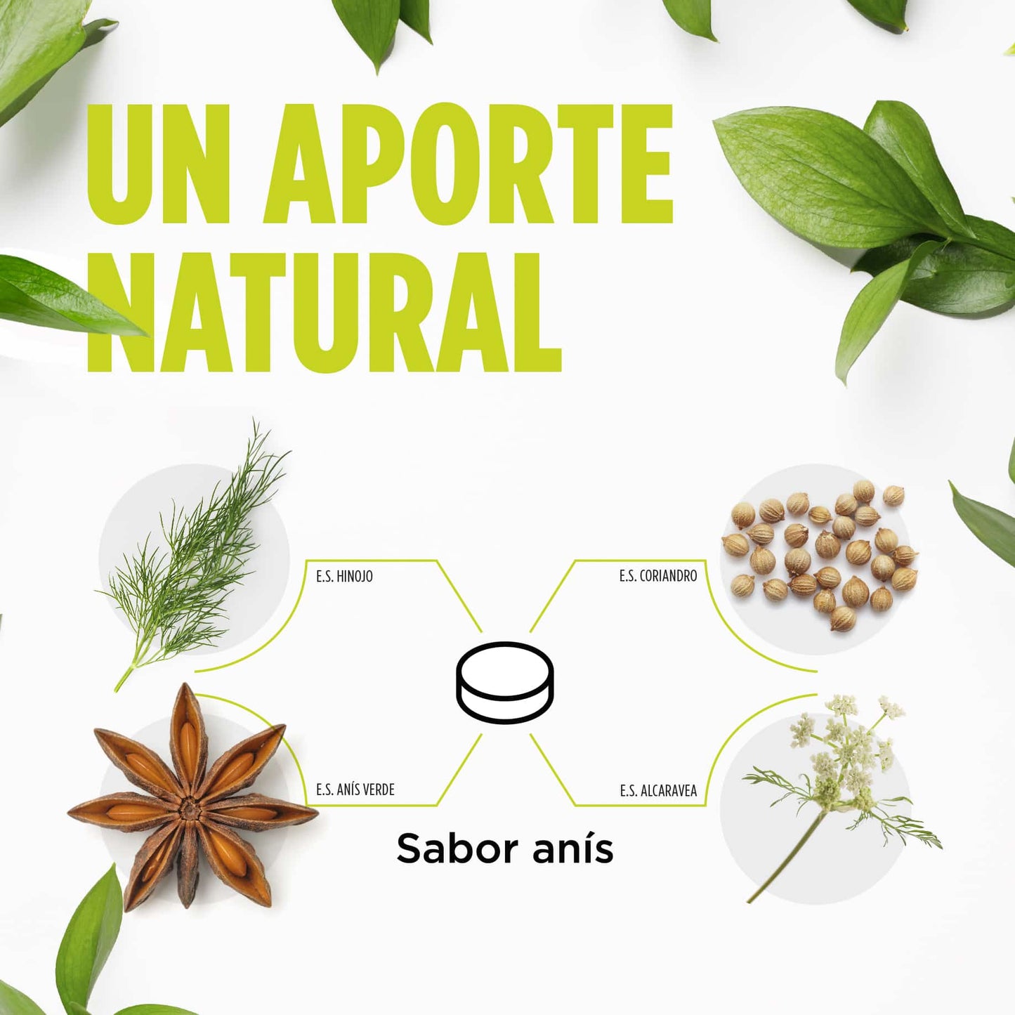 Digest Gases – Complemento Natural para Flatulencias y Malestar Digestivo